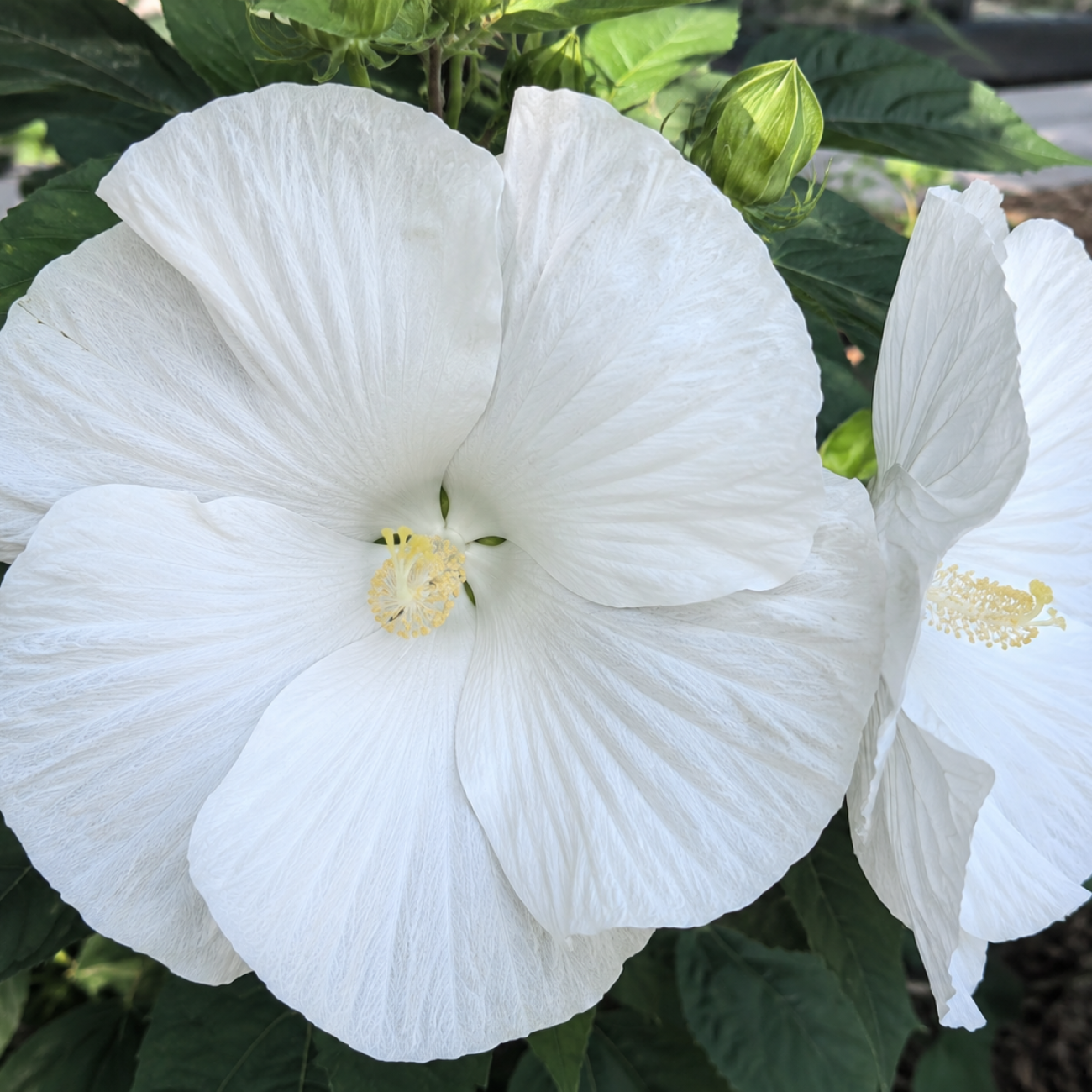 Obrázok Ibištek bahenný (Hibiscus moscheutos) ‘EXTREMA PURE WHITE’ - výška 30-40 cm, kont. C3L